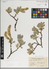 Foto von Salix lanata L.